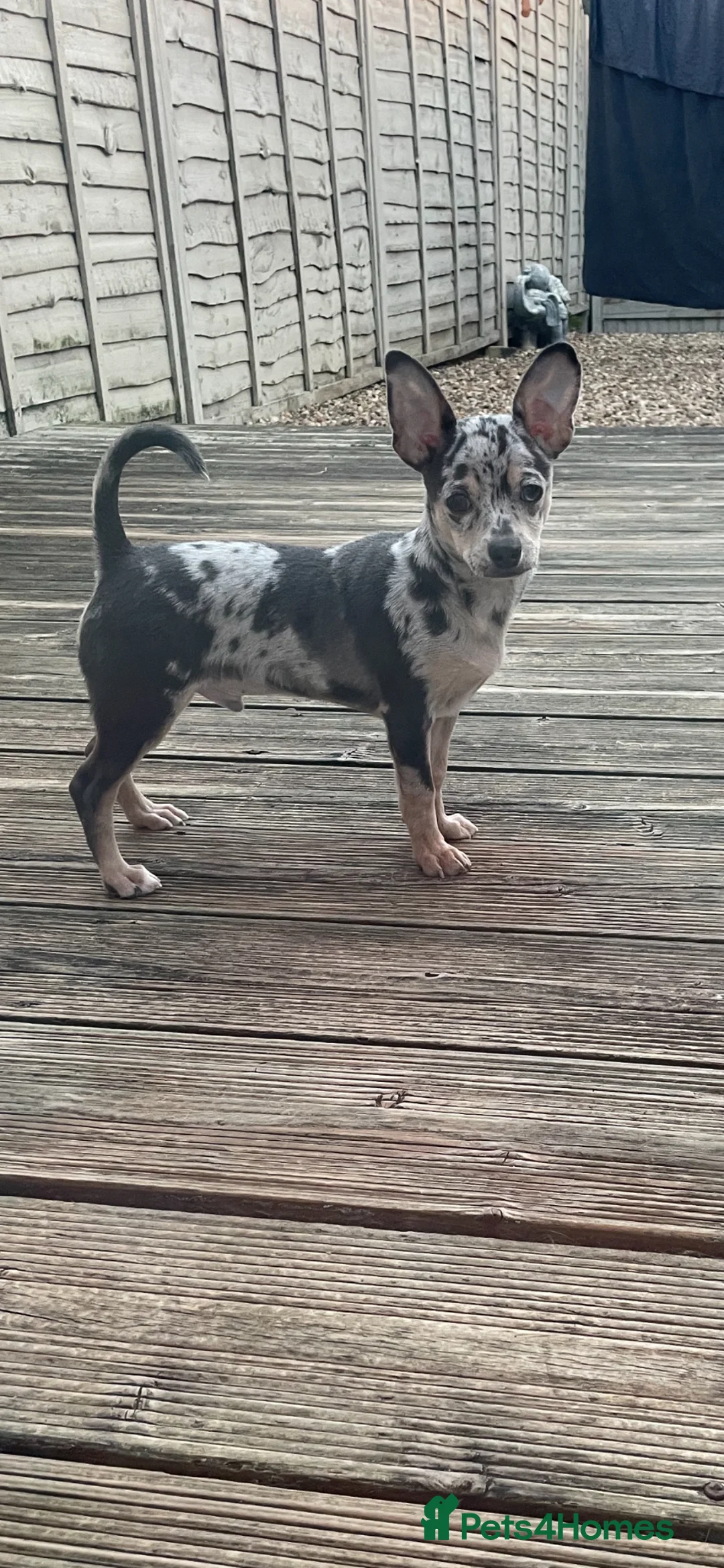 Chihuahua dogs for sale: Stunning Last Merle Boy - Advert 1