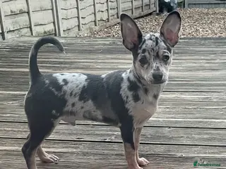 Chihuahua dogs Stunning Last Merle Boy - Advert 6