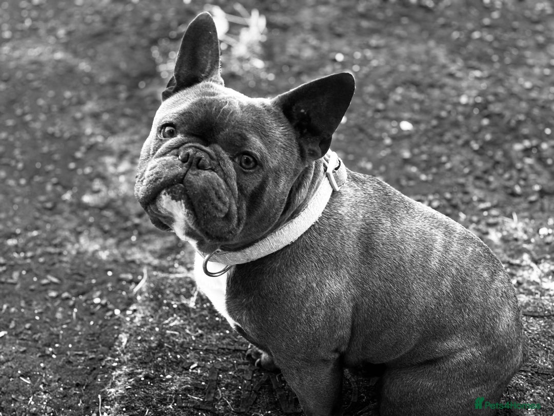 French Bulldog dogs for sale: Two French bulldogs £500 for both  - Image 3