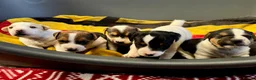 Jack Russell dogs for stud: Jack Russell Stud Dog  - Advert 5