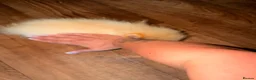 Pomeranian dogs for sale: ✨ Exceptional Pomeranian Puppies – KC Reg ✨ - Advert 9