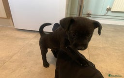 Patterjack dogs for sale: Outstanding litter of patterjack puppys for sales  - Image 9