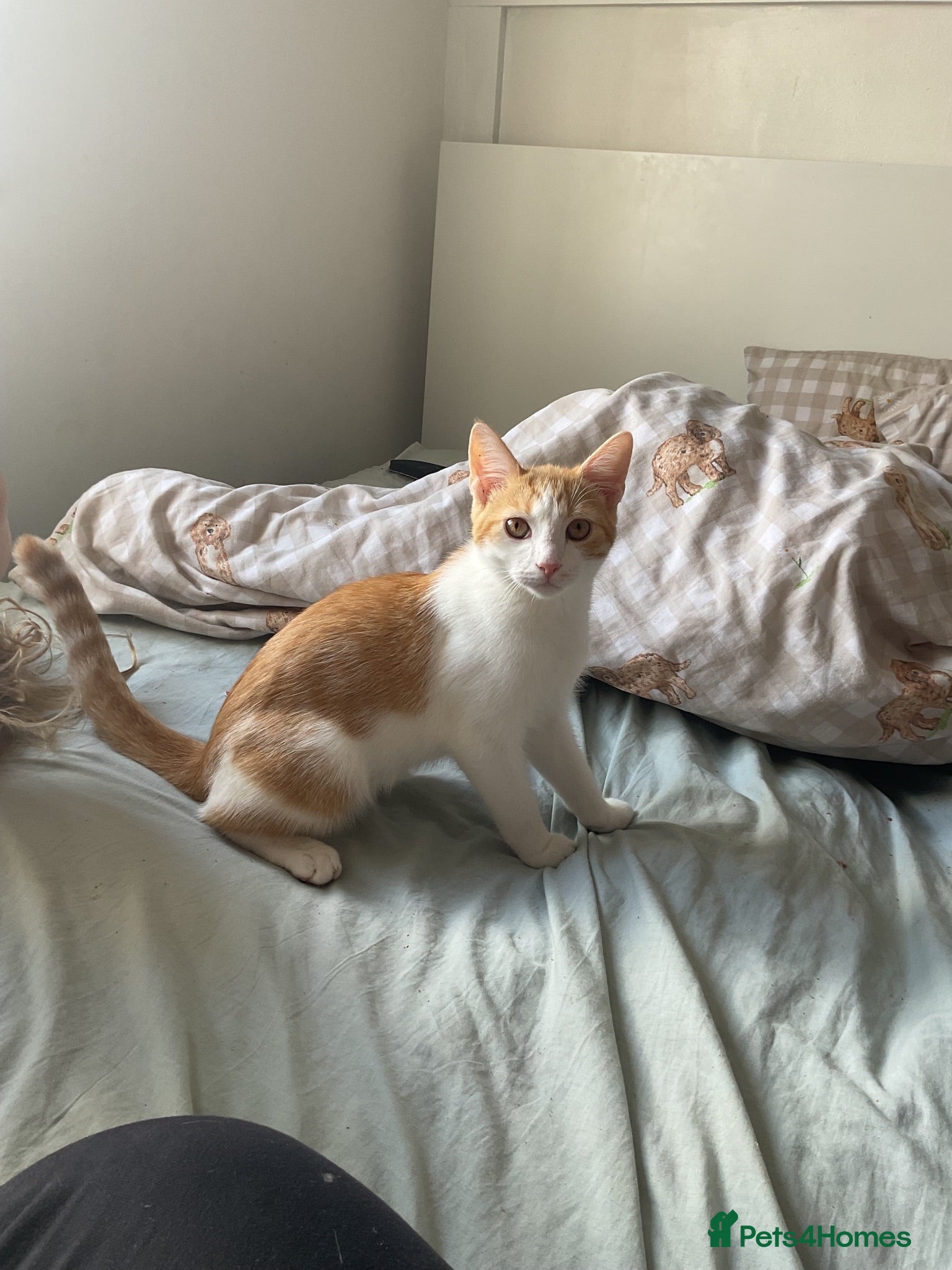 Domestic Shorthair cats Male 5 months old  - Advert 1