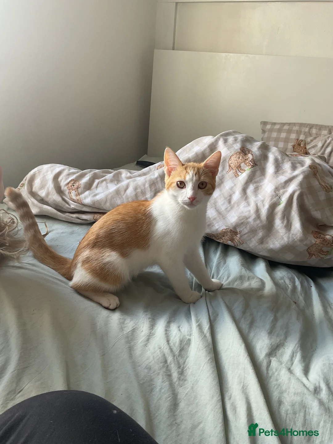 Domestic Shorthair cats for sale: Male 5 months old  in Leamington Spa - Advert 1