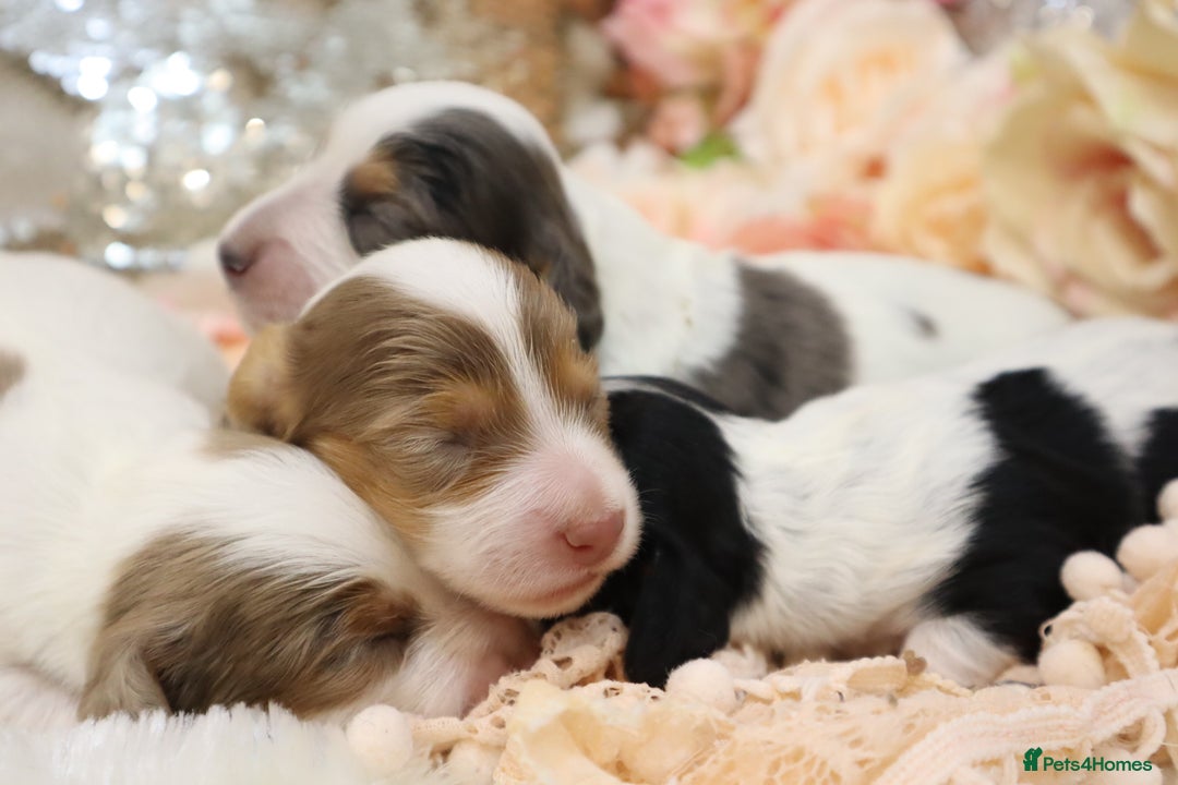 Miniature Dachshund dogs for sale: KC Longhair Miniature Dachshund Puppies - Image 6