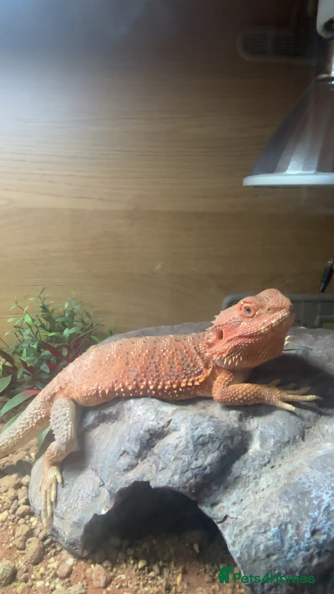 Bearded Dragon reptiles for sale: bearded dragon - Advert 2