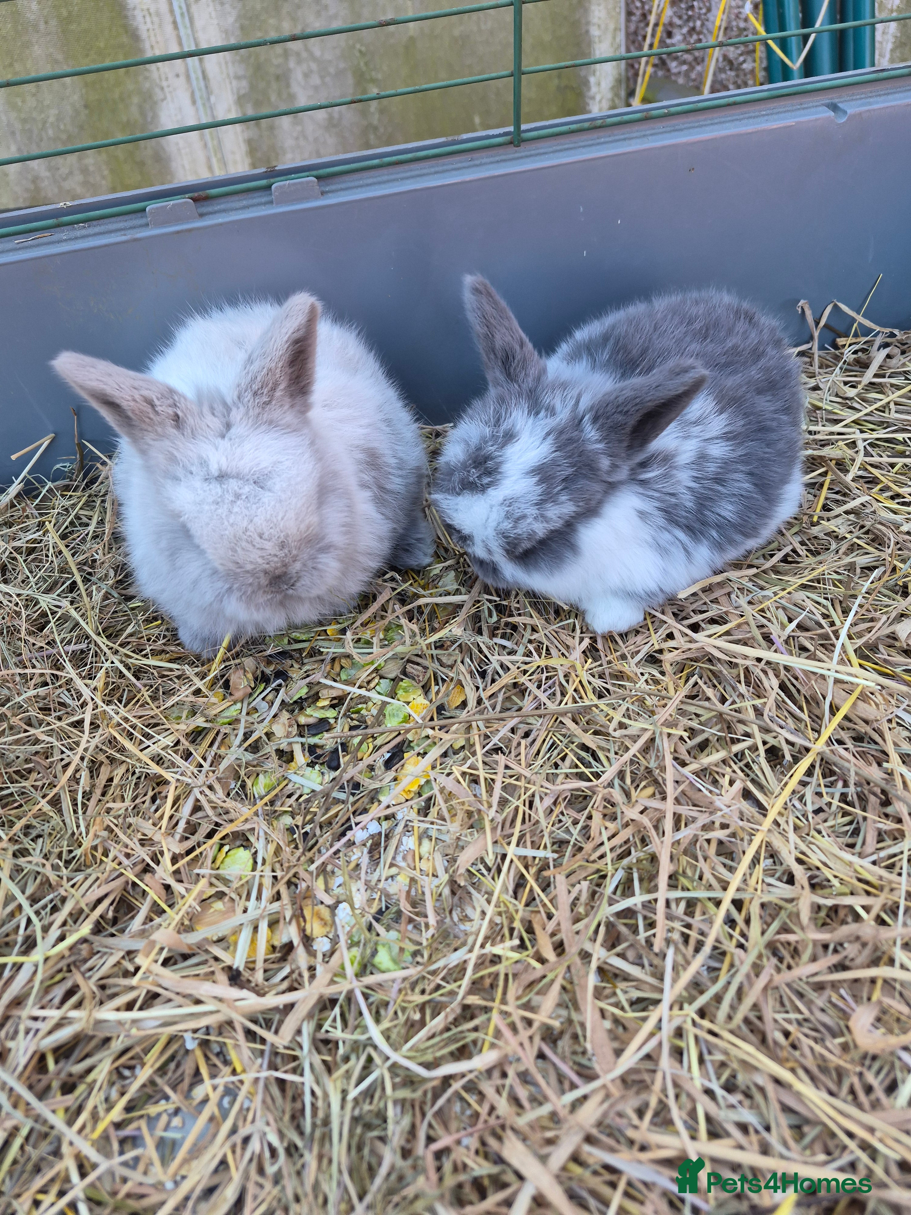Mini Lop rabbits Mini lop.ear bunnies. - Advert 17