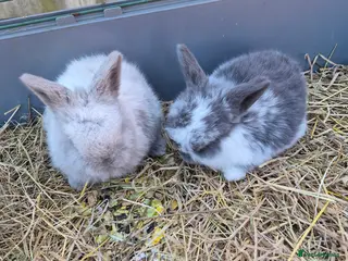 Mini Lop rabbits Mini lop.ear bunnies. - Advert 17