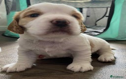 Mixed Breed dogs for sale: Sprocker puppies - Image 4