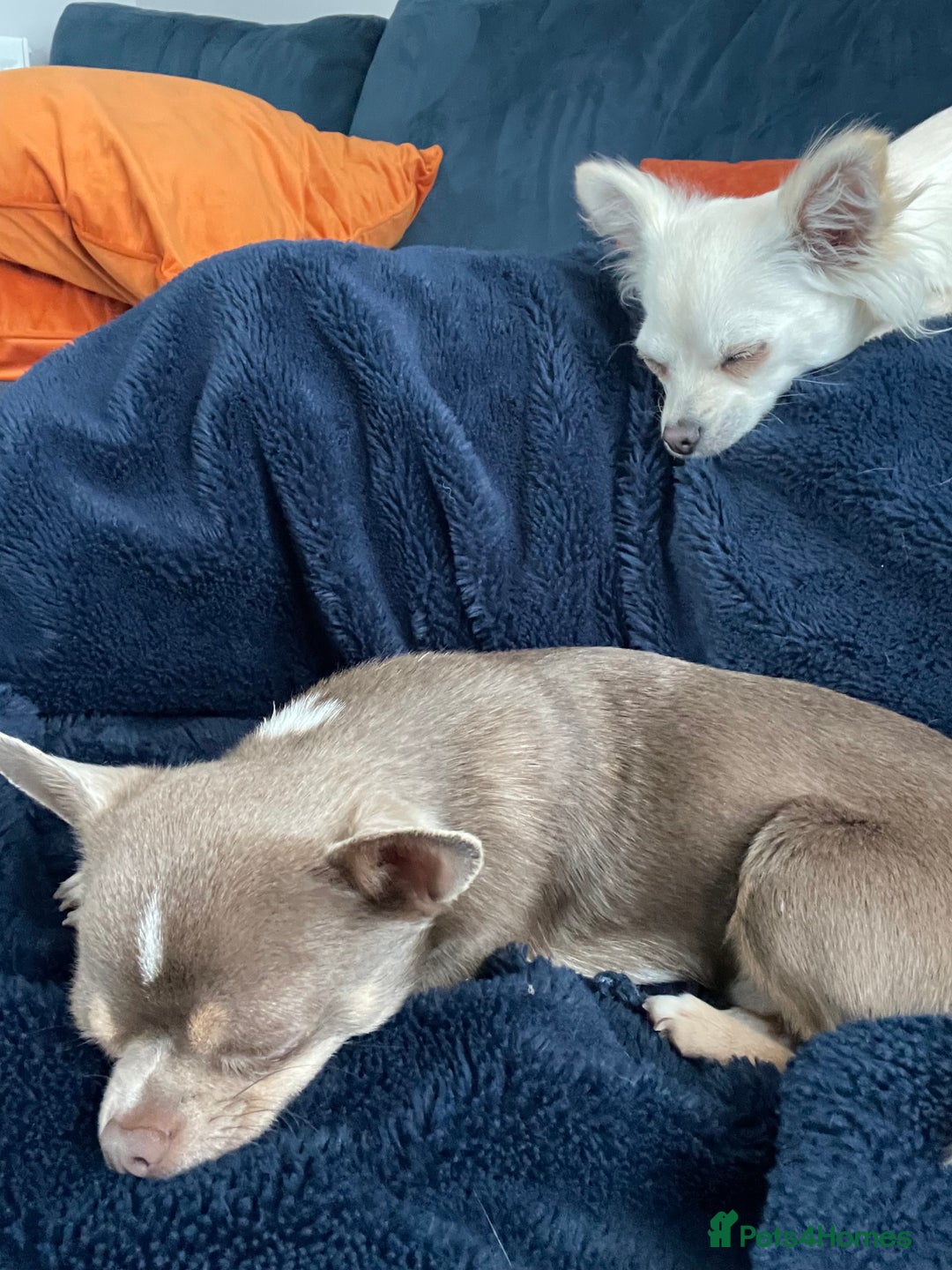 Chihuahua dogs for sale: Tony & pixie - Advert 10