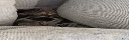 Mixed Breed cats for sale: 5 kittens for sale in Leeds - Advert 10