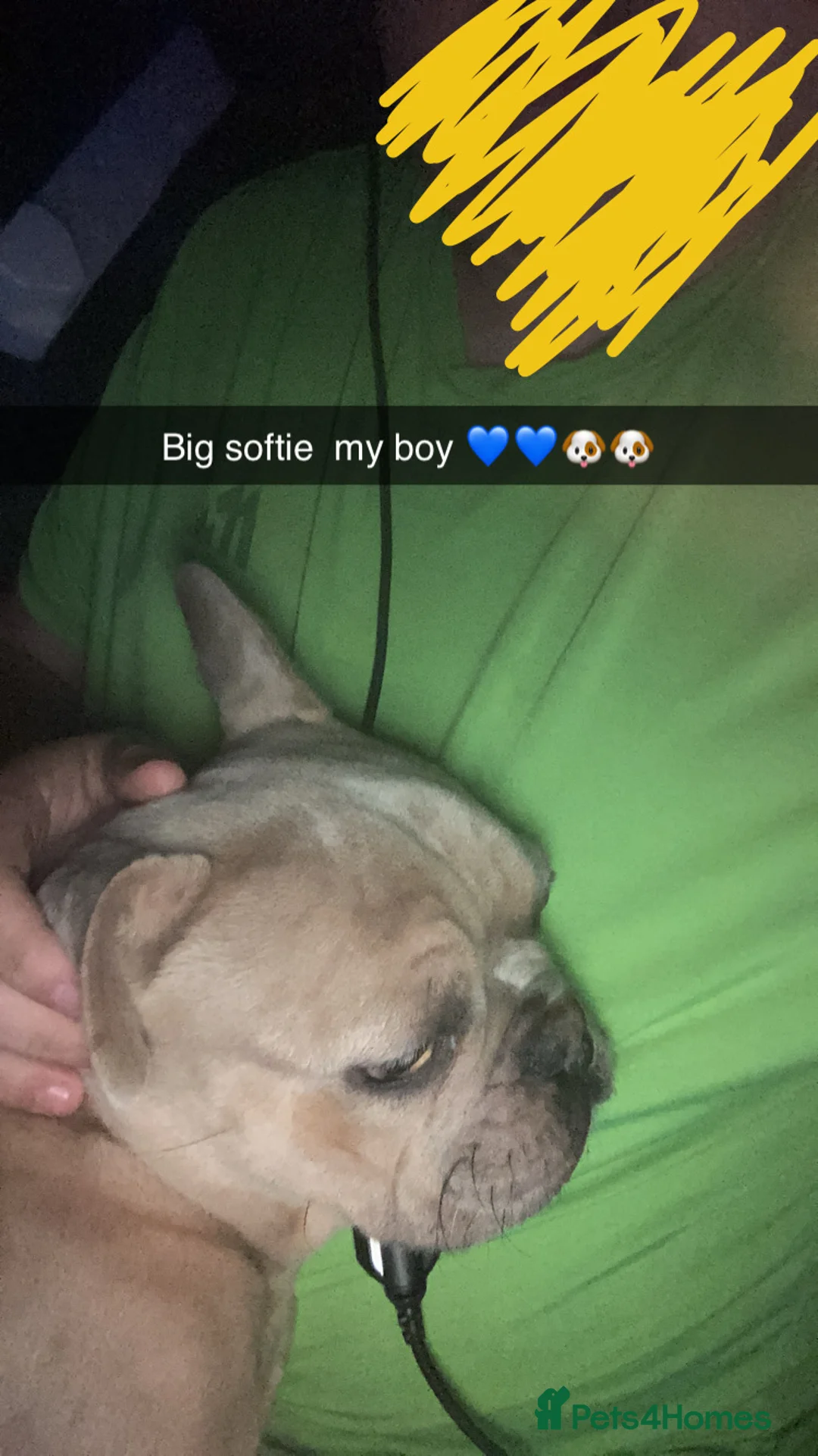 French Bulldog dogs for sale: HUGO champagne merle  in Newton-le-Willows - Advert 2