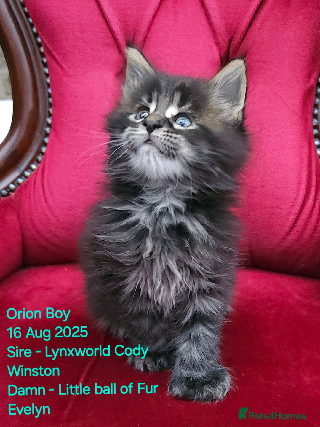Maine Coon cats for sale: HIGH SILVER EHITE  GIRL ✨TICA REG BREEDER - Image 30