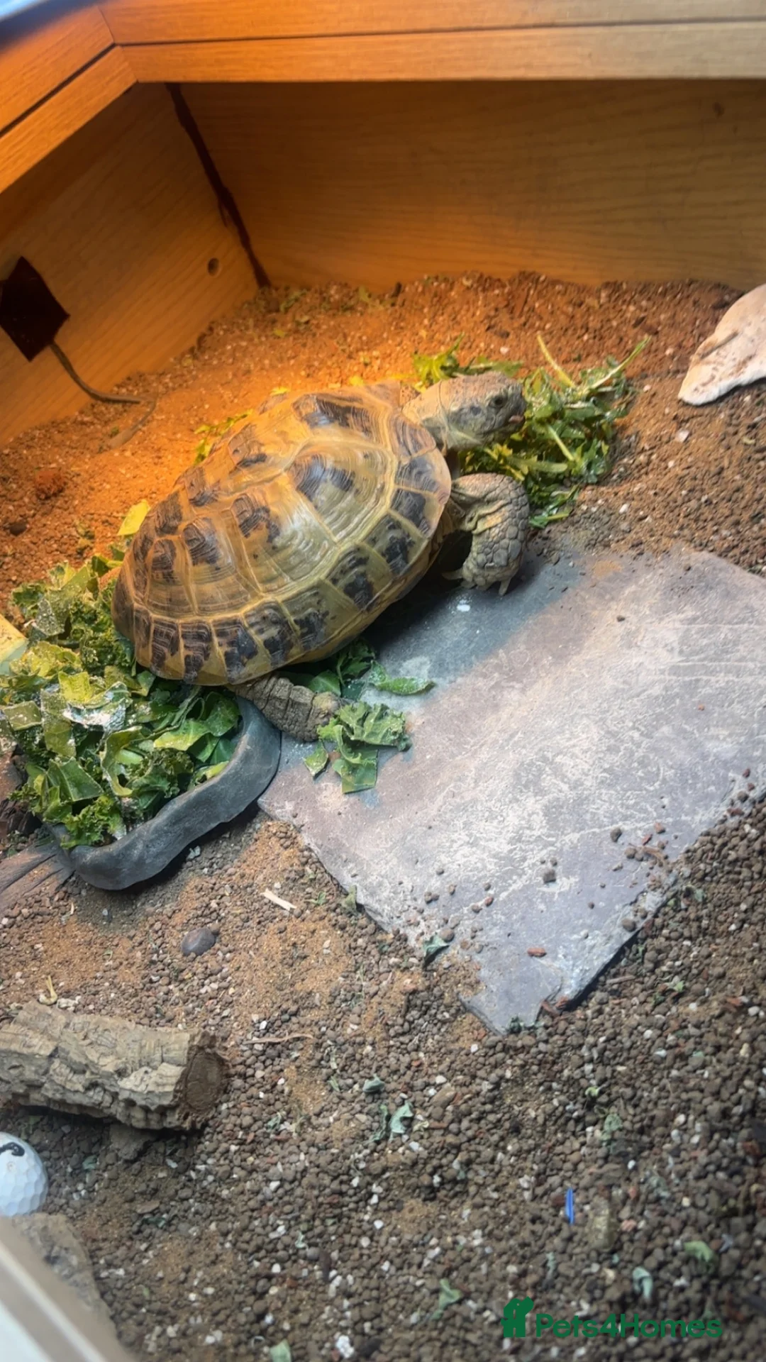 Tortoise reptiles for sale: Female Russian tortoise - Advert 2