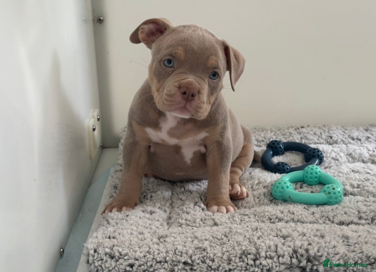 American Bully dogs Ready Now 2 Females ABKC registered Pocket Bullys  - Advert 1