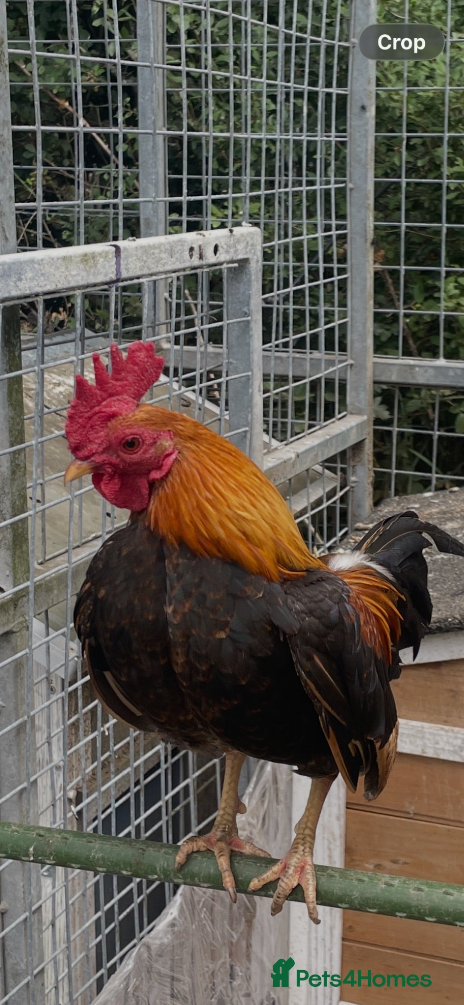 Chickens poultry Oxford game bantam trio - Advert 4