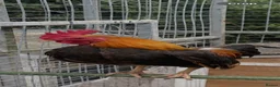 Chickens poultry for sale: Oxford game bantam trio in Ashford - Advert 1