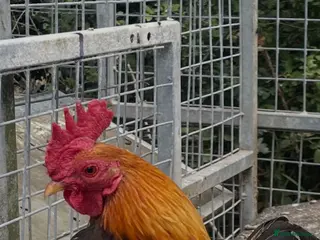 Chickens poultry Oxford game bantam trio - Advert 1
