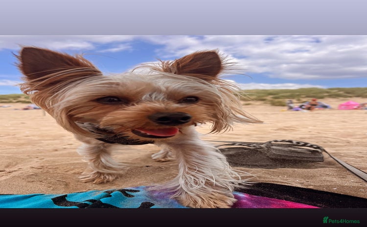 Yorkshire Terrier dogs - Advert 1