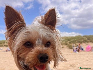 Yorkshire Terrier dogs - Advert 4