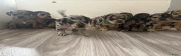 Mixed Breed dogs for sale: Beautiful Frenchie X Dachshund pups *5 left*  - Advert 5