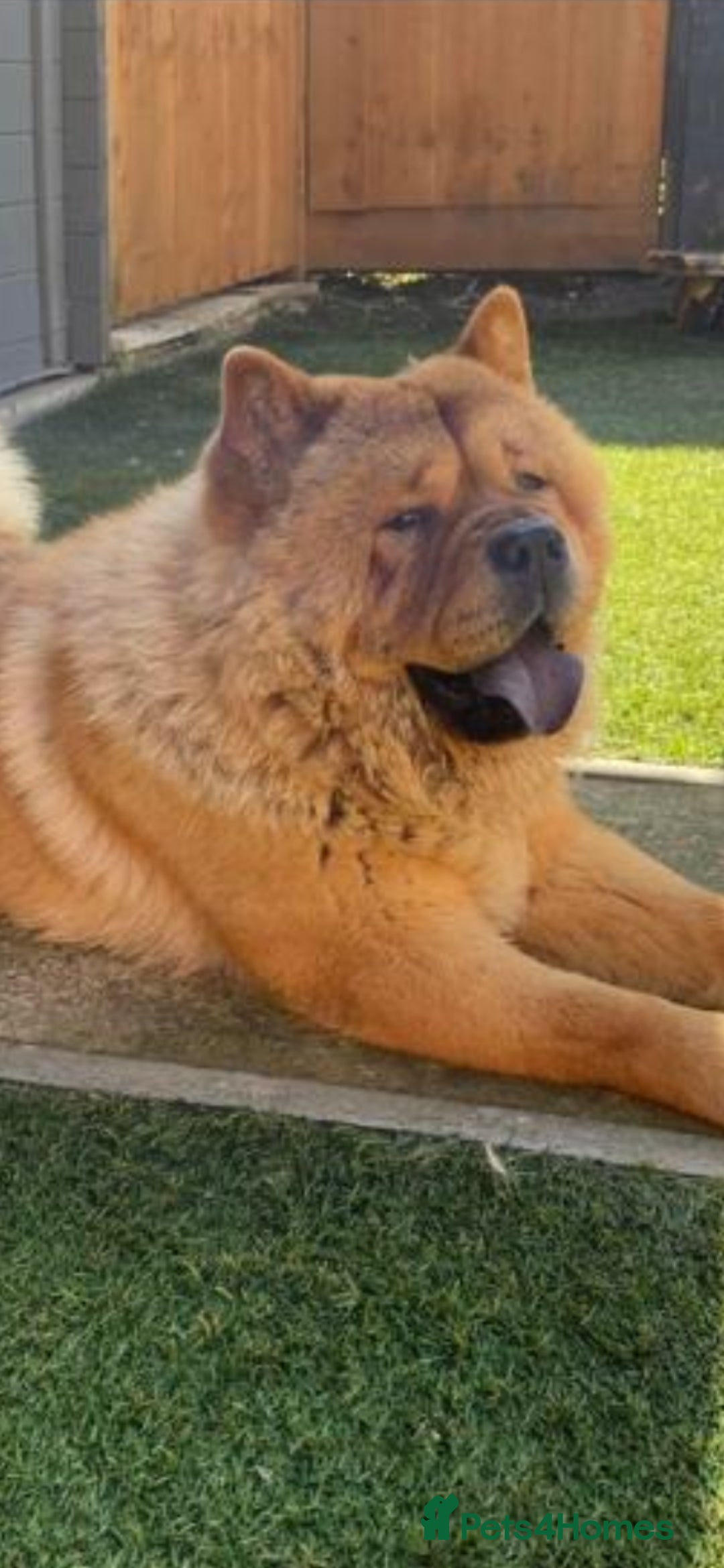 Chow Chow dogs for stud: Studding  - Image 1