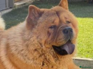 Chow Chow dogs - Advert 5