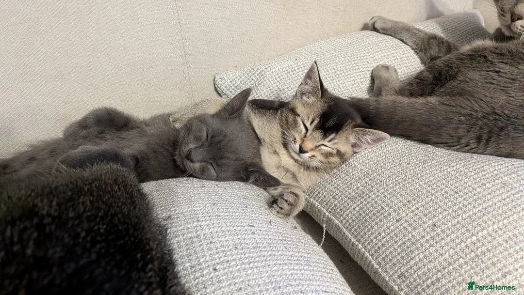 Mixed Breed cats for sale: Playful Kittens Ready for New Homes! 🐾 - Advert 1