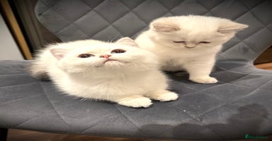 Scottish Fold cats 😻Pure breed Stunning Scottish straight angels 😻 - Advert 16
