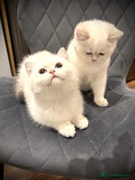 Scottish Fold cats 😻Pure breed Stunning Scottish straight angels 😻 - Advert 16