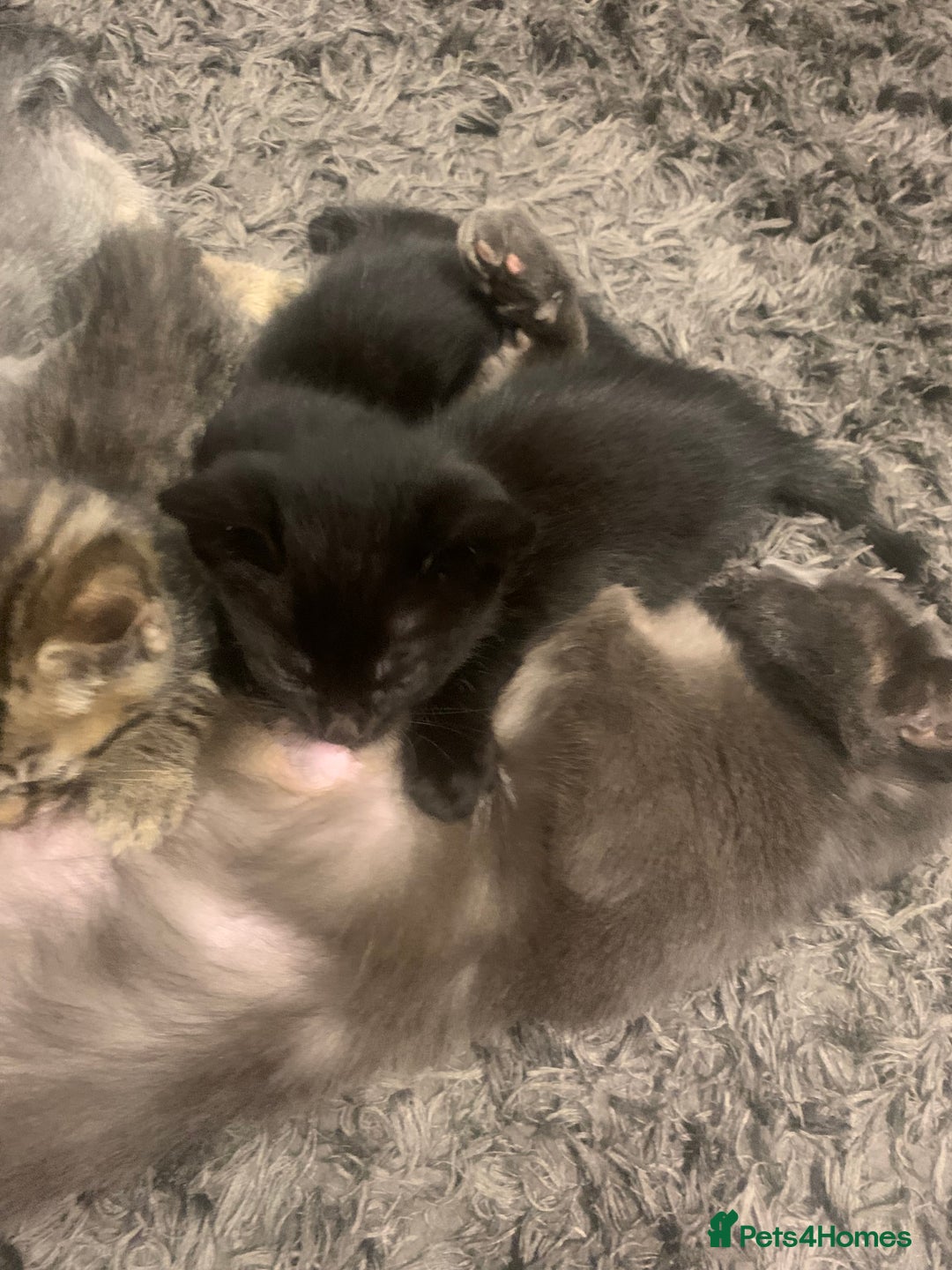 Mixed Breed cats for sale: 8 beautiful kittens for sale - Advert 17