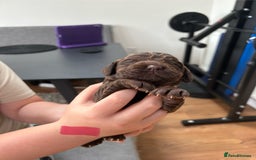 Cocker Spaniel dogs for sale: Chocolate Cocker Spaniel’s  in Crook - Image 13