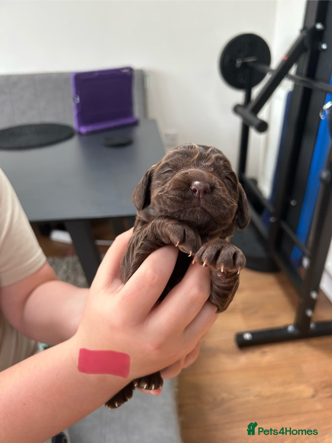 Cocker Spaniel dogs for sale: Chocolate Cocker Spaniel’s  in Crook - Image 13