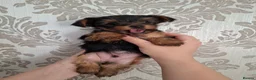 Yorkshire Terrier dogs for sale: Charming Yorkshire Terrier Puppies - Advert 17