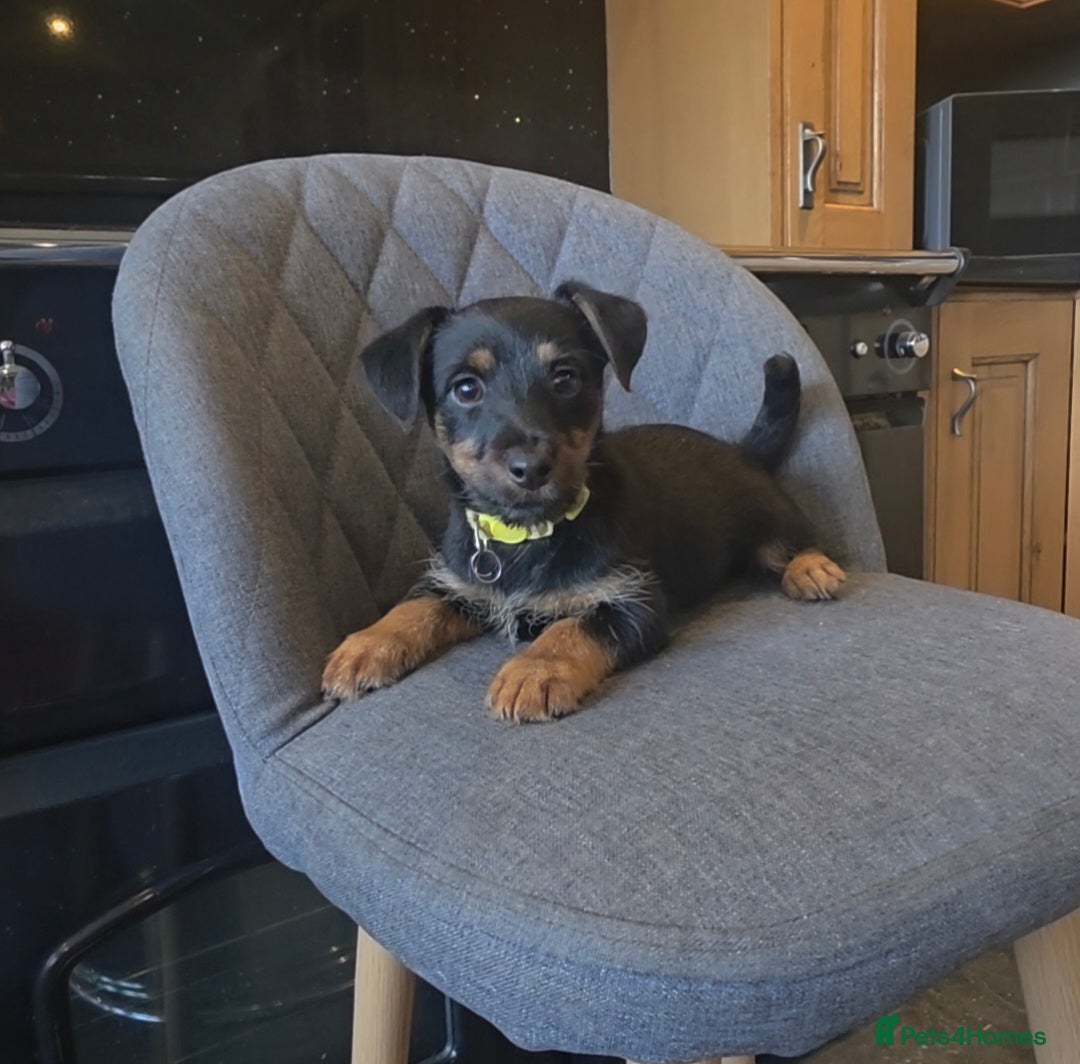 Jackshund dogs Dachshund X Jackrussell  - Advert 1