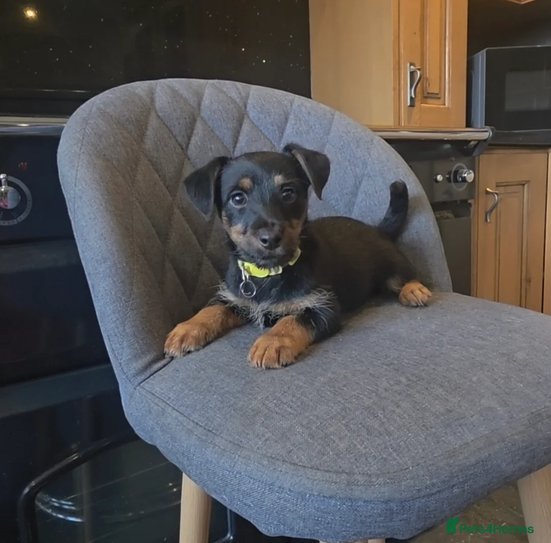 Jackshund dogs for sale: Dachshund X Jackrussell  - Advert 1