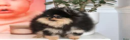 Pomeranian dogs for sale: KC Beautiful Pomeranian Puppies  - Advert 8