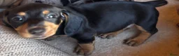 Miniature Dachshund dogs for sale: Miniature dachshunds - Advert 19