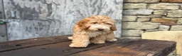 Cockapoo dogs for sale: Full Health tested Amazing obedience champion  - Advert 8