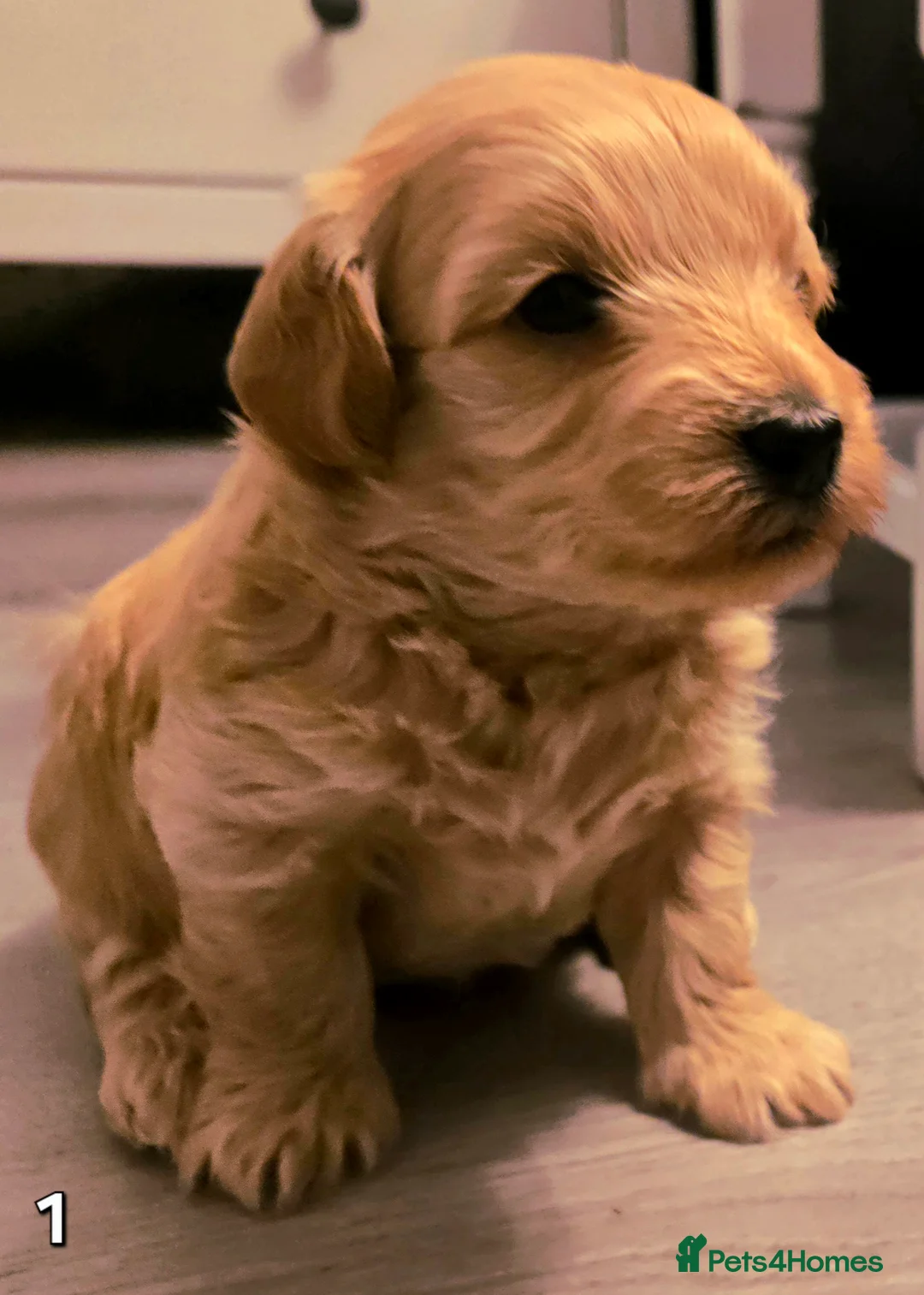 Maltipoo dogs for sale: Loving F2 Maltipoo Puppies Raised at Home 🐾 - Advert 6