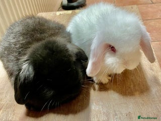 Mini Lop rabbits Mini lop beautiful babies - Advert 14