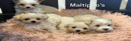 Maltipoo dogs for sale: Gorgeous Teddy Bear F1 Maltipoo READY NOW - Advert 9