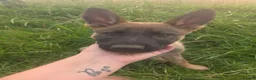 German Shepherd dogs for sale: Working line german shepherd puppies - Advert 6