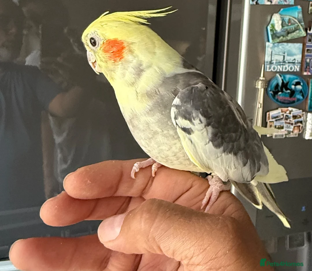 Cockatiels birds for sale: Friendly Tamed Pied Male Cockatiel & white fem.    - Advert 1