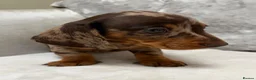 Miniature Dachshund dogs for sale: Miniature Dachshund puppies for sale - Advert 6
