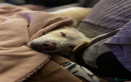 Mixed Breed dogs for sale: Lovely Pixel  - Image 15