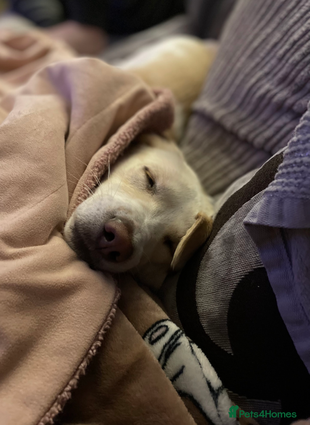 Mixed Breed dogs for sale: Lovely Pixel  - Image 15