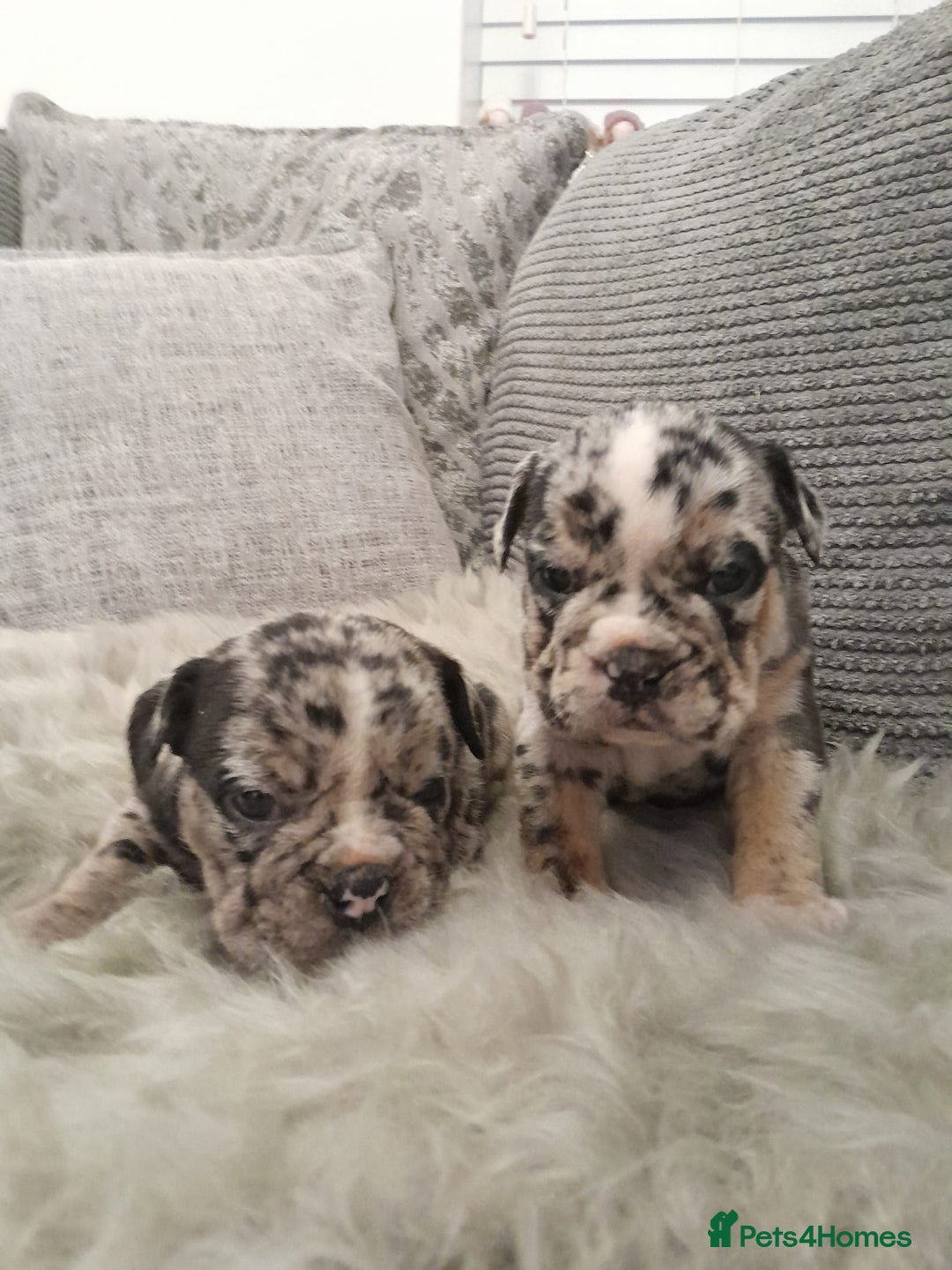 Mixed Breed dogs for sale: 🐾🐶Stunning New English Bulldog Puppies🐶🐾 - Advert 11