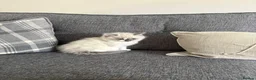 Ragdoll cats for sale: Part bred ragdoll kittens  - Advert 7