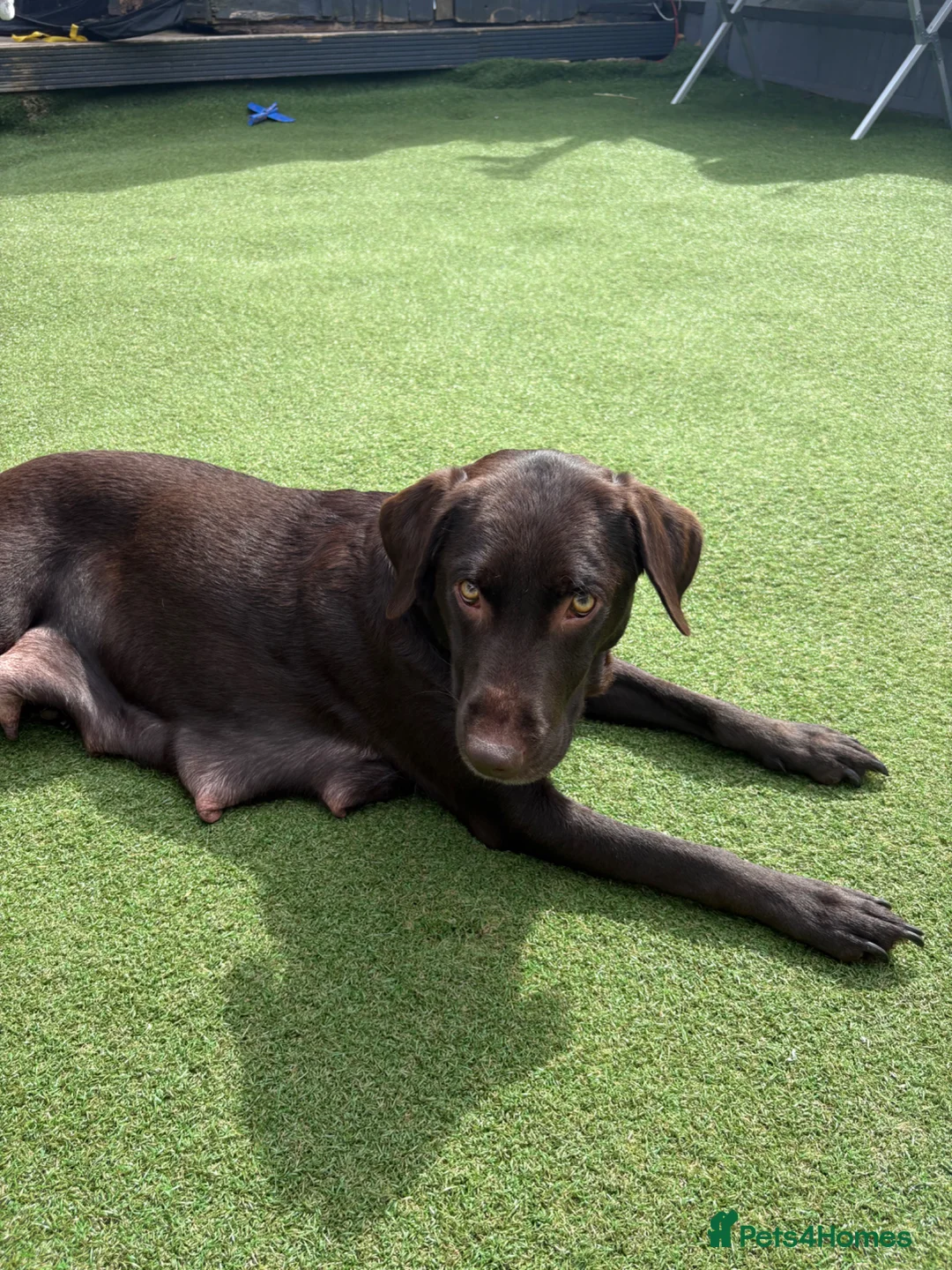 Labrador Retriever dogs for sale: Family breed labradors  - Advert 1